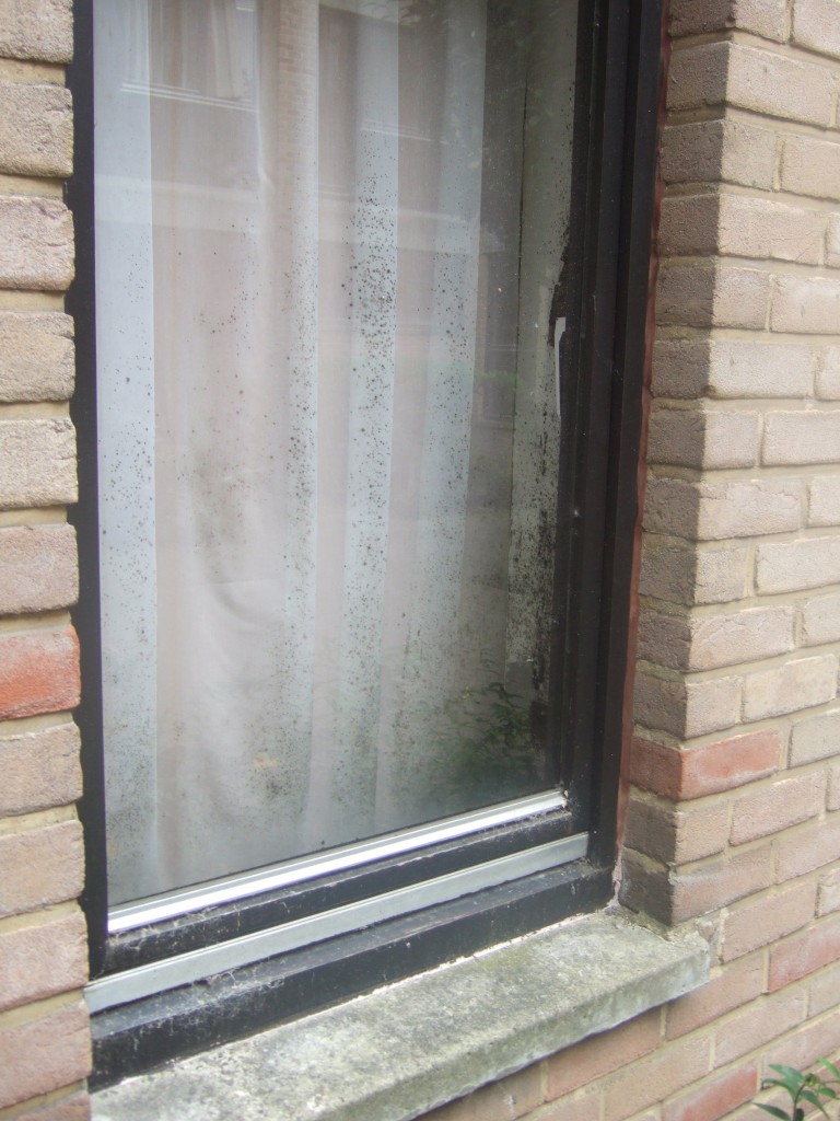 Une fenêtre dévorée par les champignons.