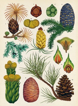 botanicum-les-coniferes